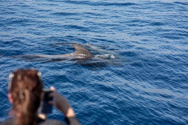 Bálna és delfin néző túra Royal Delfin - delfinek úszkálnak