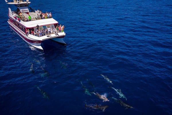 Bálna és delfin néző túra Royal Delfin - hajókázás