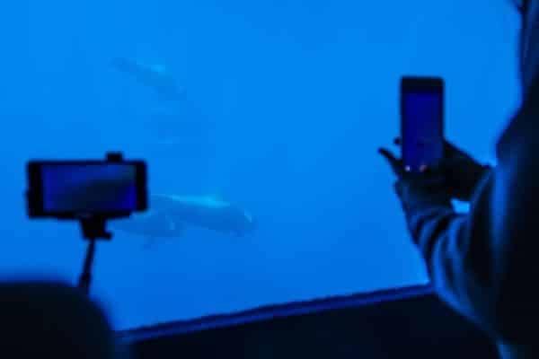 Bálna és delfin néző túra Royal Delfin - Víz alatti felvétel