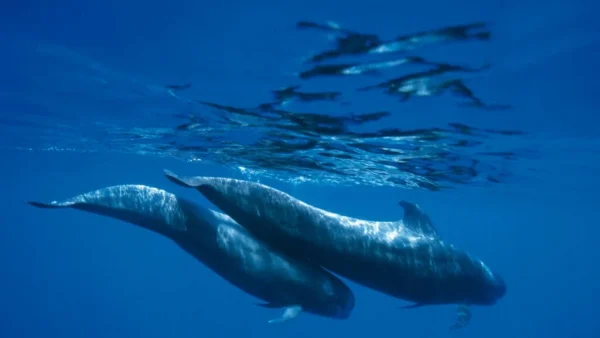 Holiday in Tenerife, Nyaralas, Programok, Hajó kirándulás, Bálnales katamaránnal
