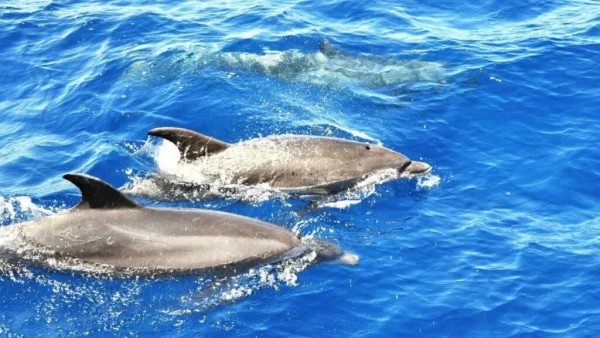 Holiday in Tenerife, Nyaralas, Programok, Hajó kirándulás, Bálnales katamaránnal