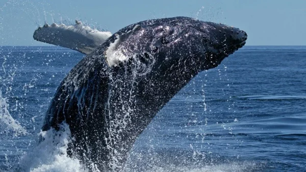 Holiday in Tenerife, Nyaralas, Programok, Hajó kirándulás, Bálnales katamaránnal