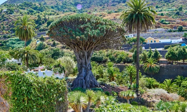 Holiday in Tenerife, Programok magyarul, Tenerife kincsei, Túra, VIP