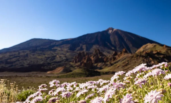 Holiday in Tenerife, Túra, VIP, programok, Magyarul, Bodega, Teide