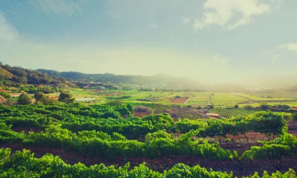 Holiday in Tenerife, Túra, VIP, programok, Magyarul, Bodega, Teide