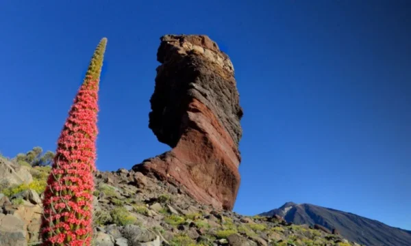 Holiday in Tenerife, Túra, VIP, programok, Magyarul, Bodega, Teide