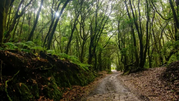 Holiday in Tenerife. VIP, Túra, La Gomera, magyar nyelvű