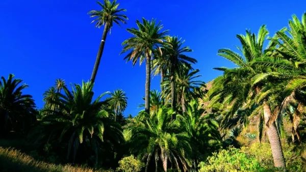 Holiday in Tenerife. VIP, Túra, La Gomera, magyar nyelvű